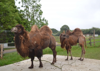 Magnificent camels join our zoo