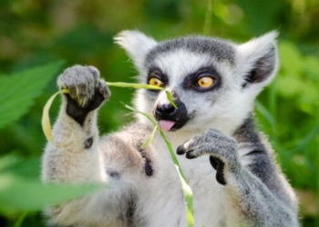Lemur and lorikeets – coming soon