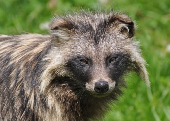 Racoon dogs make Hobbledown their home