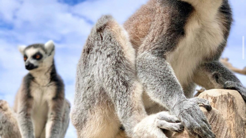 Meet the Lemurs plus Park Entry