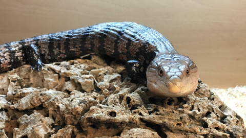 Face your fears plus Park Entry