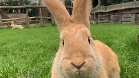 Meet the Small Furries plus Park Entry