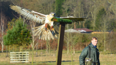 2 Hour Falconry Experience
