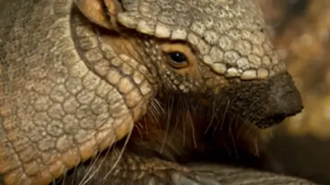 Meet the Armadillo plus Park Entry