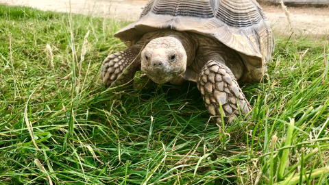 Junior Zookeeper Experience