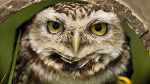 Owl Encounter - 1 Hour Experience