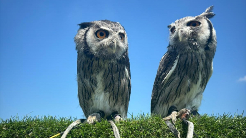 30 Min Handling Experience