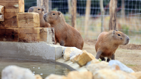 Feed the Capybaras plus Entry