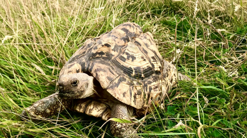 Meet the Tortoises - 10:30am (Age 5+)