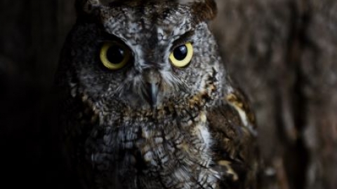 Birds of Prey - Nocturn-Owl