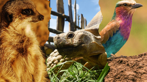 African Species Combo plus Park Entry