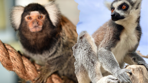 Primate Combo plus Park Entry