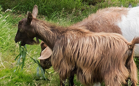 Bearded goat with excellent climbing skills. Check out their brand new walkthrough – you might even get to feed them.