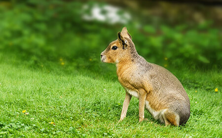 With their strong hind legs the Mara are members of the rodent family and can move really fast.