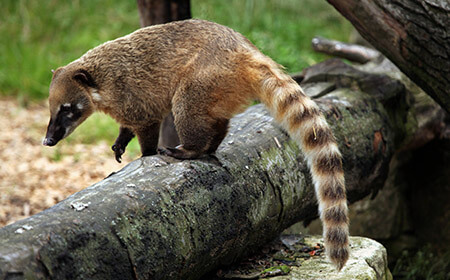 Coatis are members of the raccoon family. They are gentle, easy going and incredibly noisy animals.