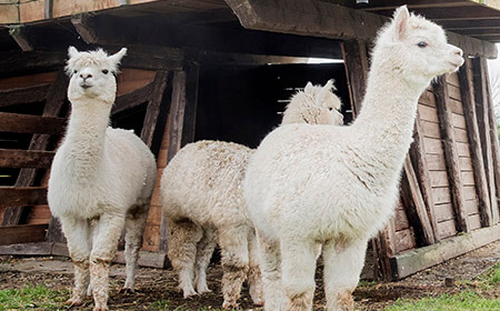 Because they sometimes spit and chew their food over and over again (really they do!) the Hobblers take great care looking after these funny looking creatures.