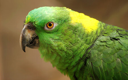 A cousin of the gumblegook, this green-feathered parrot has a bright yellow patch on its neck.