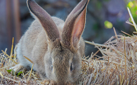 Cottontail rabbit. Always in a hurry.