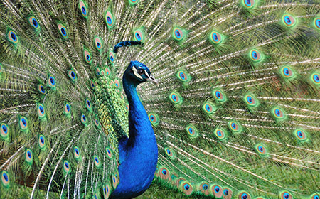 Emerald-crested peacock with a glorious fan of fancy feathers.