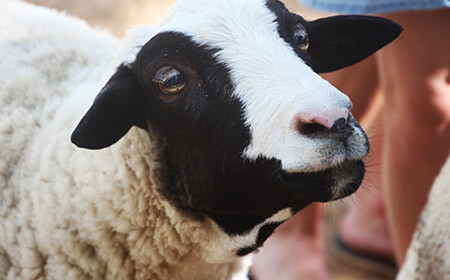 Woolly-haired sheep that loves lazy, grazing days and field racing.