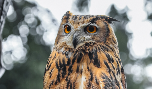 Indian eagle-owls, come from the Indian Subcontinent and are usually large owls with “tufts” on their head like those of their African cousins. They live in hilly and rocky scrub forests, and are usually seen in pairs. They have a deep resonant boomi