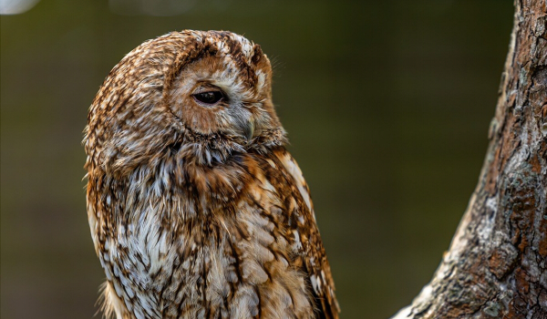 The Tawny Owl is primarily found in woodlands across Eurasia. They usually nest in tree holes in order to protect their eggs and young from predators, and are often seen as an omen of bad luck.