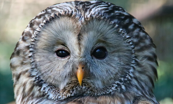 Found in the forests of colder regions, the Ural Owl has a round head, no ear-tufts, and a long tail with a wedge-shaped tip. These owls pair for life, and may be heard singing duets with their mates during courtship.