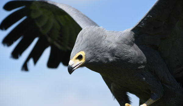 Found throughout most of Sub-Saharan Africa, these birds have double-jointed legs, which help them grab small prey from narrow spots such as holes in trees.