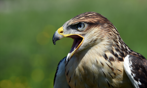 Ferruginous Hawks are found on the Western side of North America, and are the largest member of the Hawk family. Due to their extremely wide mouths, they often swallow their food whole.