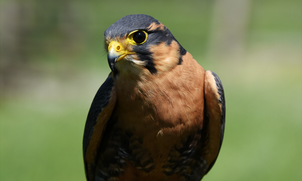 Found in the grasslands and deserts of South America, these birds have been found living at altitudes of over 3,500 metres in the Andes Mountain range. They have been known to work together in pairs to catch their prey.