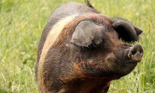 Squiggly-tailed pig that is very fond of mud and apple.