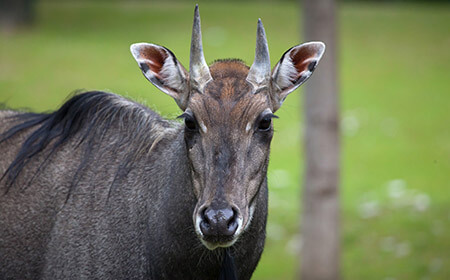 Predators such as tigers and lions will hunt Nilgai in the wild. Luckily they are fast and can travel at great speed.