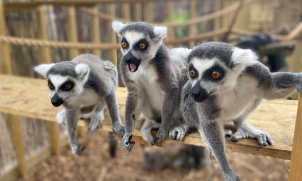 The Ring-Tailed Lemur is an endangered primate native only to Madagascar. They can live for up to 15 years in the wild.