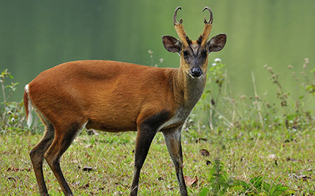 Native to south-east China and Taiwan, muntjac deer were introduced to parks in the UK in the early 20th century.