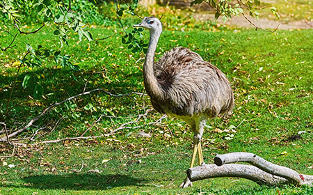 As one of the bird species, it may surprise you that the Rhea cannot fly. Instead, it runs helter skelter across the field as it cannot move in a straight line!
