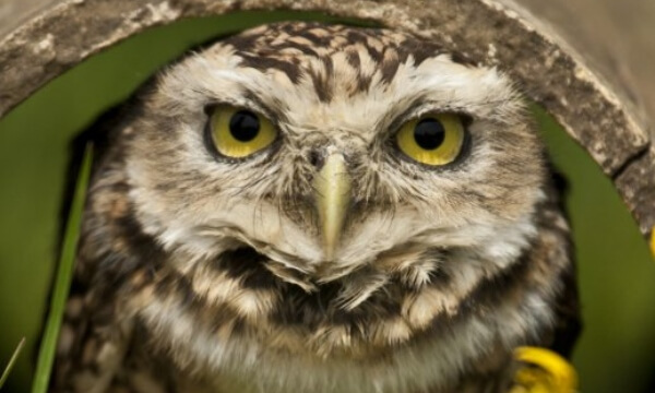 This little bird, found mostly in North and South America, is different to most other owls. Whilst other owls are active only at night, a burrowing owl hunts during the day too, taking shelter and nesting in underground burrows it “borrows” from other