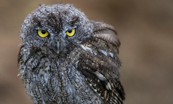 A small, nocturnal owl that lives in old cottonwood trees in forests, shrub lands and rural fields in North and Central America.  It is identifiable by it’s unique ‘screech’ which is often mistaken for a horse’s ‘whinny’.