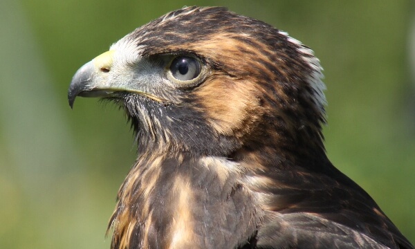 South American birds of prey that are also known as Variable Hawks due to their highly variable plumage. More than 27 distinct adult plumages having been identified – possibly more than in any other bird of prey.