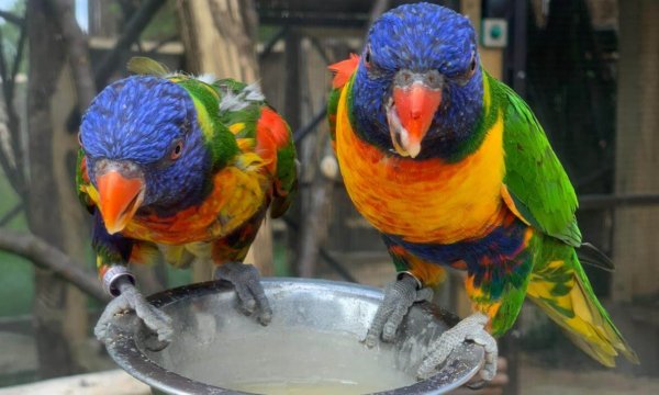 The Rainbow Lorikeet really does have the most amazing ‘rainbow’ coat. It is a small parrot with a plumage of emerald green, royal blue, mustard yellow, warm orange and poppy red feathers.