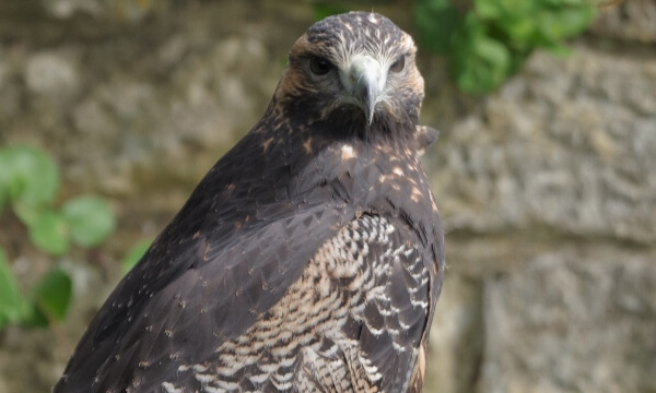 This Hybrid Falcon is a cross between the two largest falcons in the world. The Gyr X Saker can range in colour from dark  brown to a beautiful blond.  The Gyr Falcon is especially prized by Arab falconers.