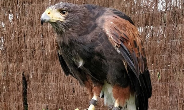 Harris’s Hawks are found in North and Central America and are raptors with fairly long tails. They fly on broad, rounded wings. Females weigh nearly twice as much as males.