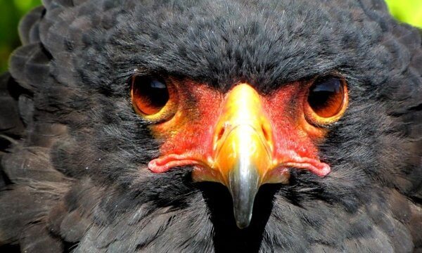 The Bateleur is the most famous of the snake eagles, found throughout Sub-Saharan Africa in tree and bush Savannah. Bateleur means ‘tightrope-walker” in French and this name was probably chosen because of  this bird’s distinctive aerial acrobatics.