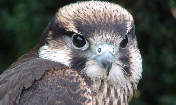 The Lanner Falcon is a medium-sized falcon that breeds in North Africa, south east Europe, the Middle East and as far east as India. A large falcon, it preys on birds and bats.