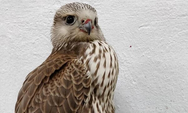 Lugger Falcons are found in the Indian Subcontinent but their numbers are in severe decline with only an estimated 15,000 individual birds left in the wild. The Raptor Centre is proud to be involved in Project Lugger www.projectlugger.com,  helping t