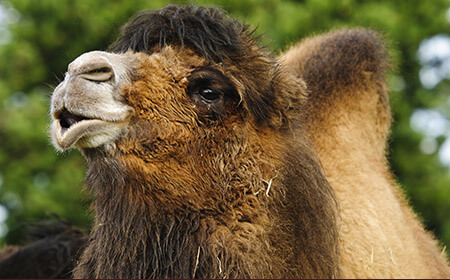 These two-humped camels can grow up to 12ft! It's a myth that they store water in their humps - they actually store fat.