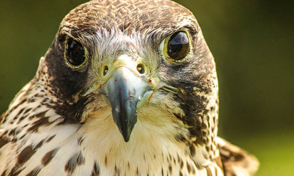 Hobbledown is home to 18 Birds of Prey including Eagles, Hawks, Owls and Falcons. Flying demonstrations, handling sessions and experience days are available throughout the year.