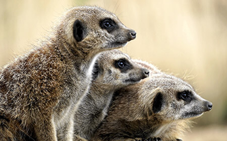 The Meerkat is a small mongoose found in southern Africa. They are known as the Hobbledown guards because of the way they always stand to attention!