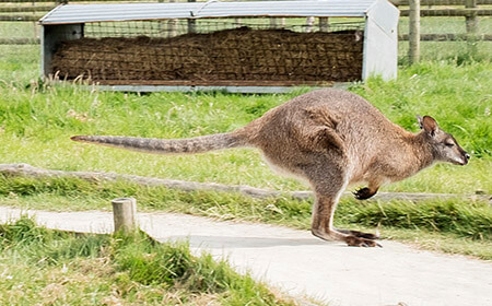 These springy animals all the way from Tasmania click and chatter to communicate!  Get up close and personal in their wonderful walkthrough.