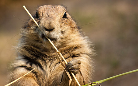 The 'dog' part of the prairie dog's name comes from its incredible bark. They live in complex burrow systems, which is why they're always digging.