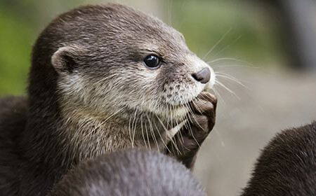 With cat-like whiskers, webbed feet and smooth bodies, these otters love to swim and hunt for crabs.